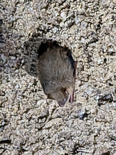 Tricolored Bat observed by gracklefan12