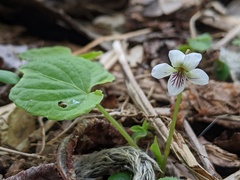 Viola renifolia