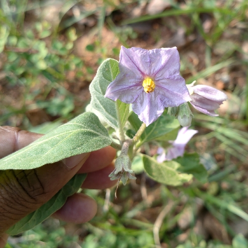 Solanum melongena observed 2026-10-13