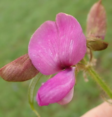 Tephrosia macropoda