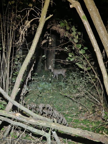 Western Roe Deer