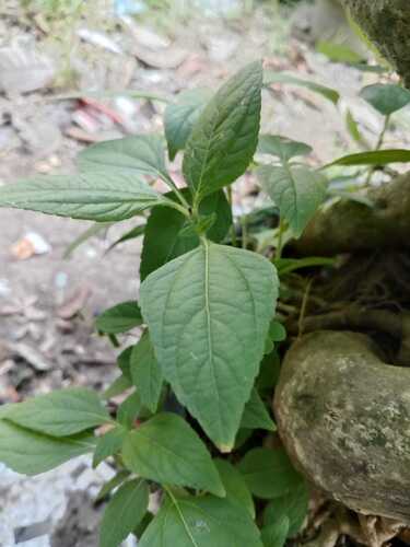 Eleutheranthera ruderalis observed 2026-10-10