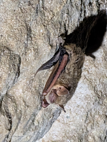 Tricolored Bat observed by gracklefan12