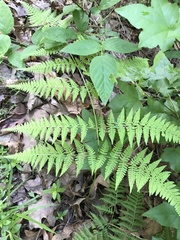 Macrothelypteris