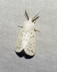 Spilosoma dubia
