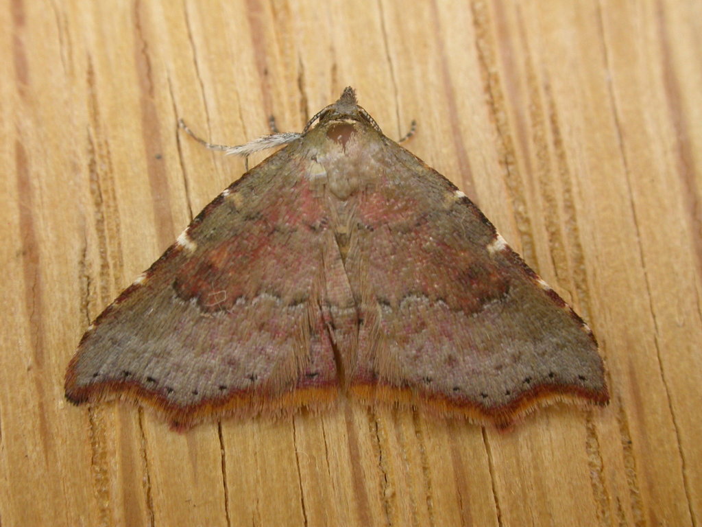 Corgatha omopis