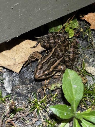 Pickerel Frog