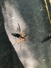 Tanyptera atrata
