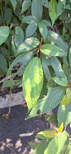 Oreocnide pedunculata observed 2026-10-13