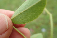 Tephrosia macropoda