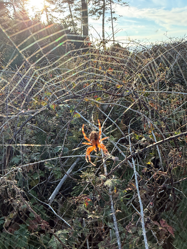 Cross Orbweaver