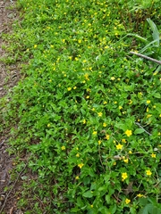 Lysimachia nemorum