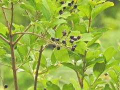 Angiospermae