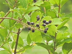 Angiospermae