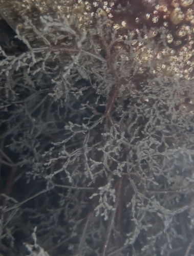 Zoobotryon observed 2026-10-12