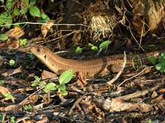 Broadleysaurus major