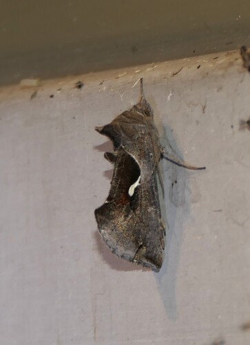Celery Looper Moth