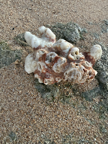 Pocillopora meandrina, 2026-10-12