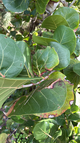 Coccoloba uvifera observed 2026-10-12