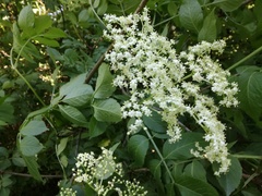 Sambucus nigra