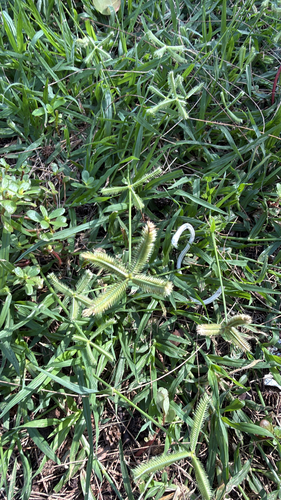 Dactyloctenium aegyptium observed 2026-10-12