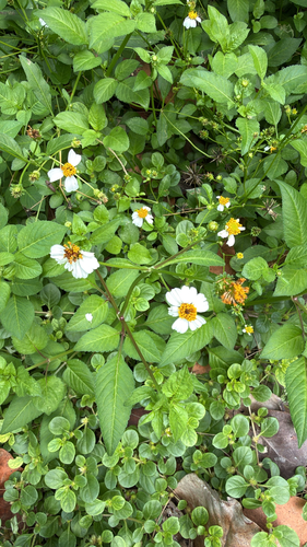 Bidens pilosa observed 2026-10-12