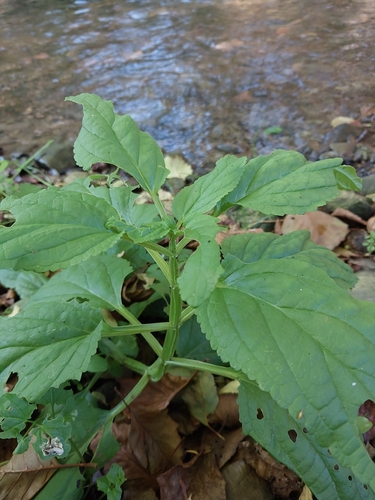 Green Figwort