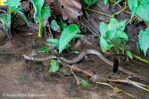 Tikiri Keelback
