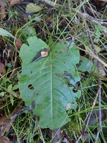 common bistort