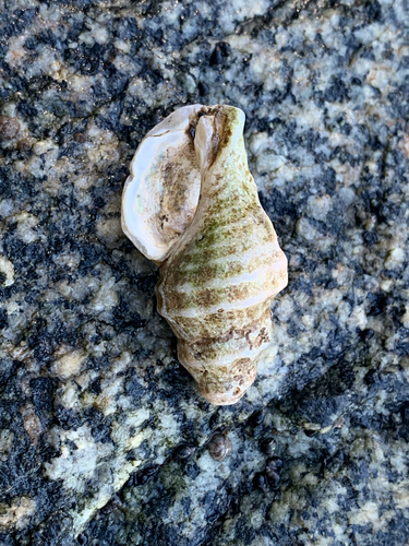 Nucella lamellosa observed 2026-10-12