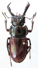 Pseudorhaetus oberthuri
