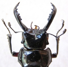 Pseudorhaetus oberthuri