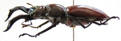 Pseudorhaetus oberthuri