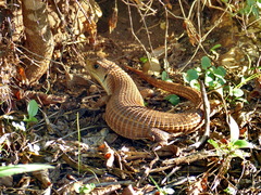 Broadleysaurus major