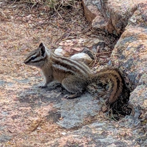 Colorado Chipmunk observed by jeffniz