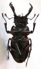 Pseudorhaetus oberthuri