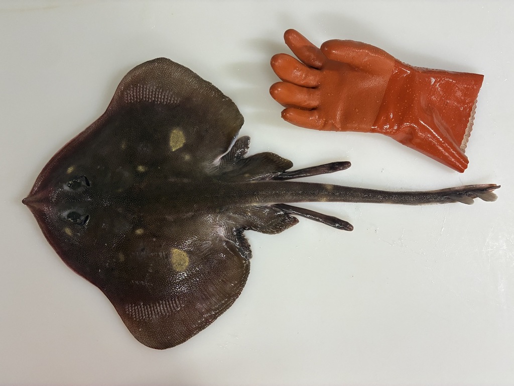 Mud Skate
