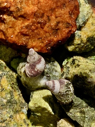 Littorina scutulata observed 2026-10-12