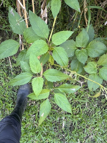 Wollastonia biflora observed 2026-10-13