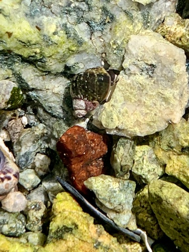 Littorina scutulata observed 2026-10-12