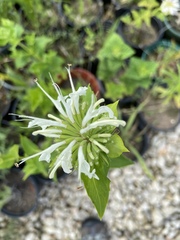 Monarda lindheimeri