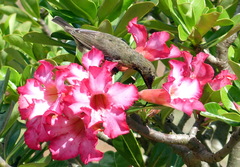 Adenium obesum