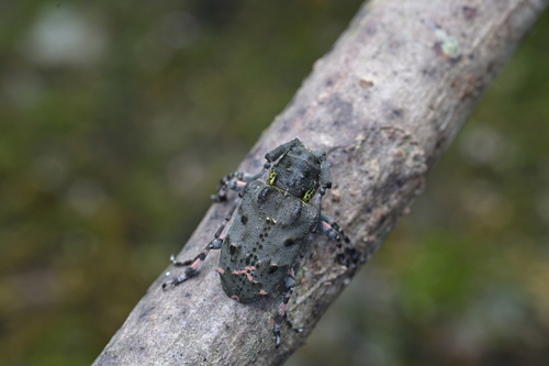 Mesosa diabolica