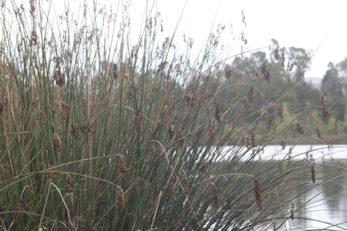 Schoenoplectus californicus observed 2026-10-12