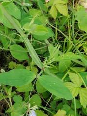 Lathyrus rotundifolius