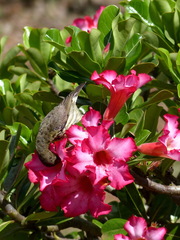 Adenium obesum