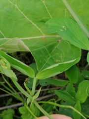 Lathyrus rotundifolius