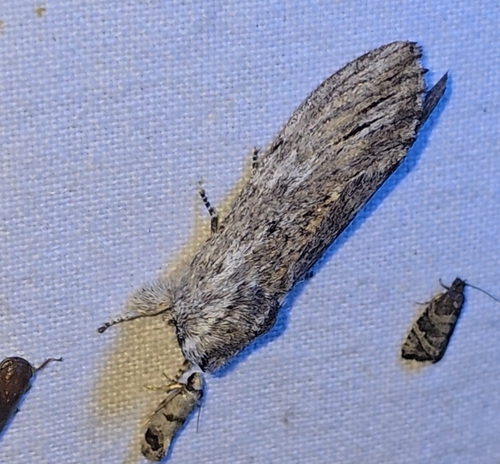 Streaked Notodontid Moth