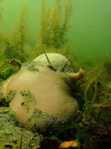 Polinices lewisii, 2026-10-12