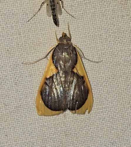 Prooedema inscisalis
